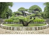 Plantes